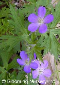 Geranium maculatum                                